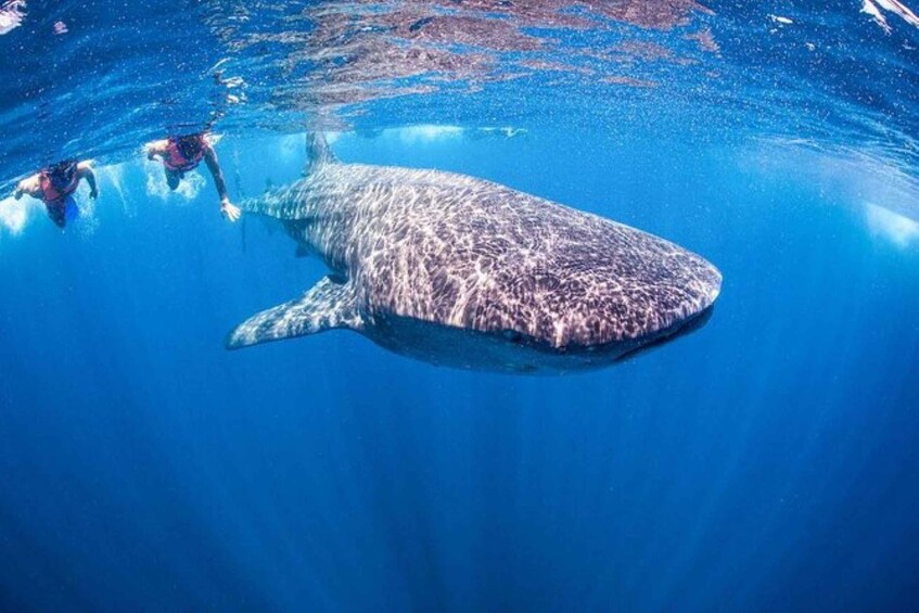 Playa del Carmen:Whale shark Experience in the Caribbean Sea 1