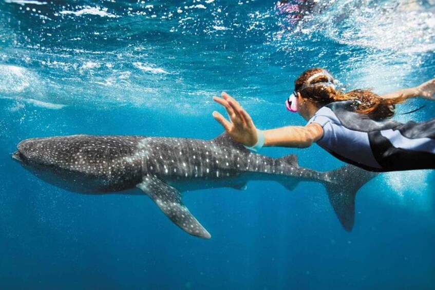 Picture 2 for Activity Playa del Carmen:Whale shark Experience in the Caribbean Sea 2
