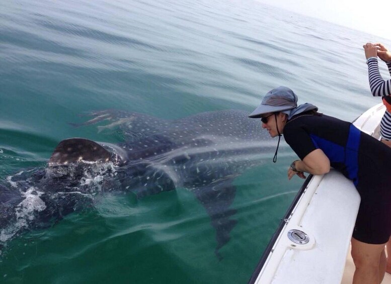 Picture 7 for Activity Playa del Carmen:Whale shark Experience in the Caribbean Sea 5