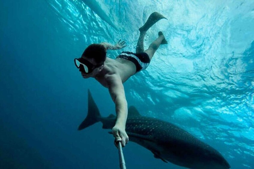 Picture 1 for Activity Playa del Carmen:Whale shark Experience in the Caribbean Sea 4