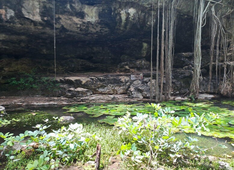 Picture 8 for Activity Discover the Serenity: A Tour of the Hidden Cenotes (PVT) 5