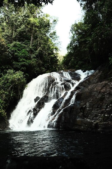 Picture 10 for Activity Sinharaja Rainforest: Waterfalls Tour with Local Guide 4