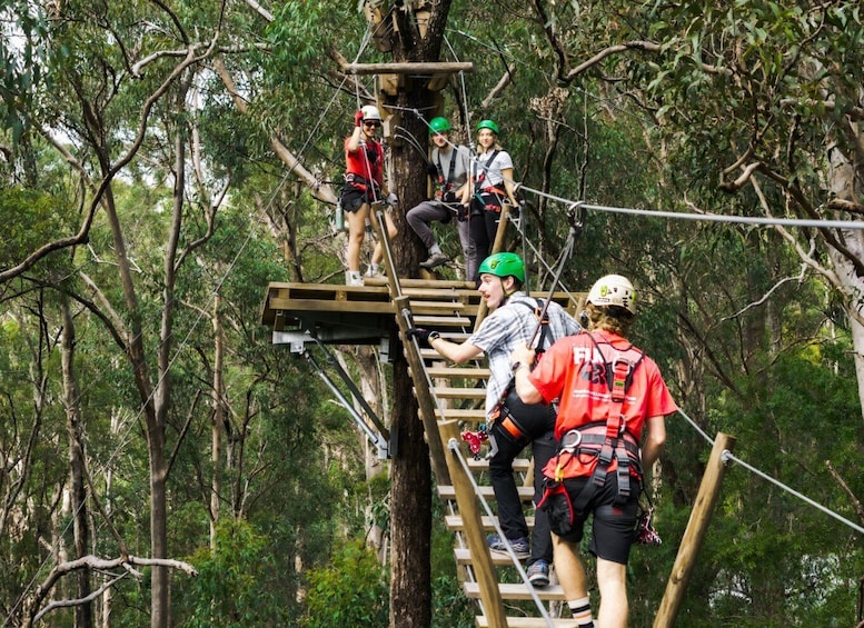 Picture 2 for Activity Gold Coast: Tamborine Mountain Canyon Flyer Zipline Tour 3