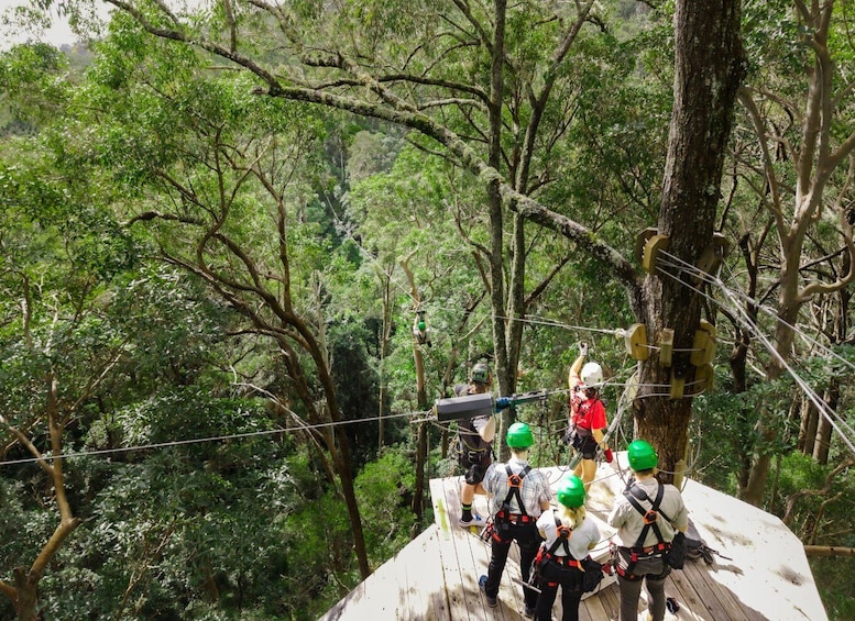 Picture 1 for Activity Gold Coast: Tamborine Mountain Canyon Flyer Zipline Tour 2