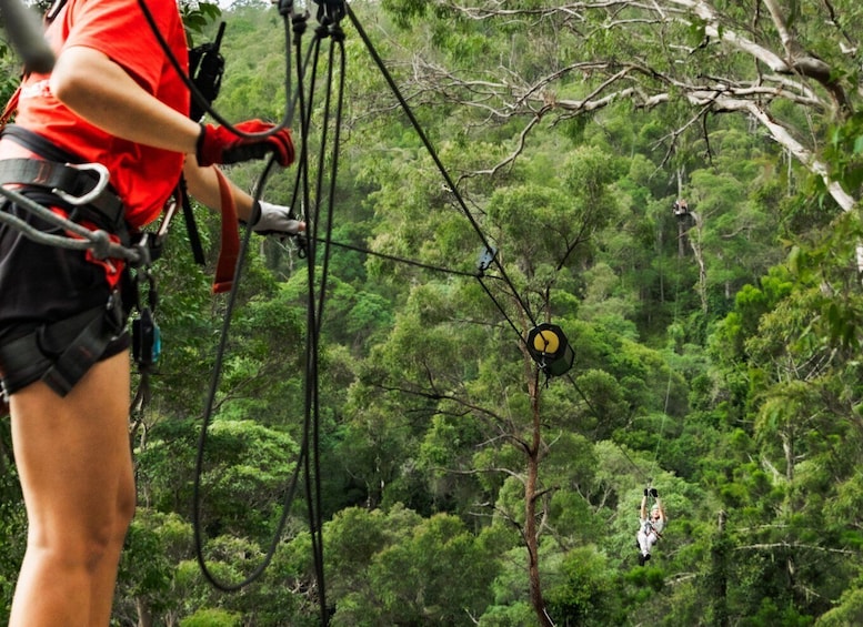 Gold Coast: Tamborine Mountain Canyon Flyer Zipline Tour 1
