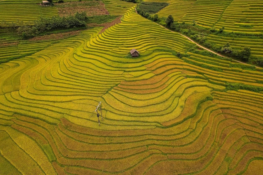 Terraced rice fields with a small house and a tractor. 1