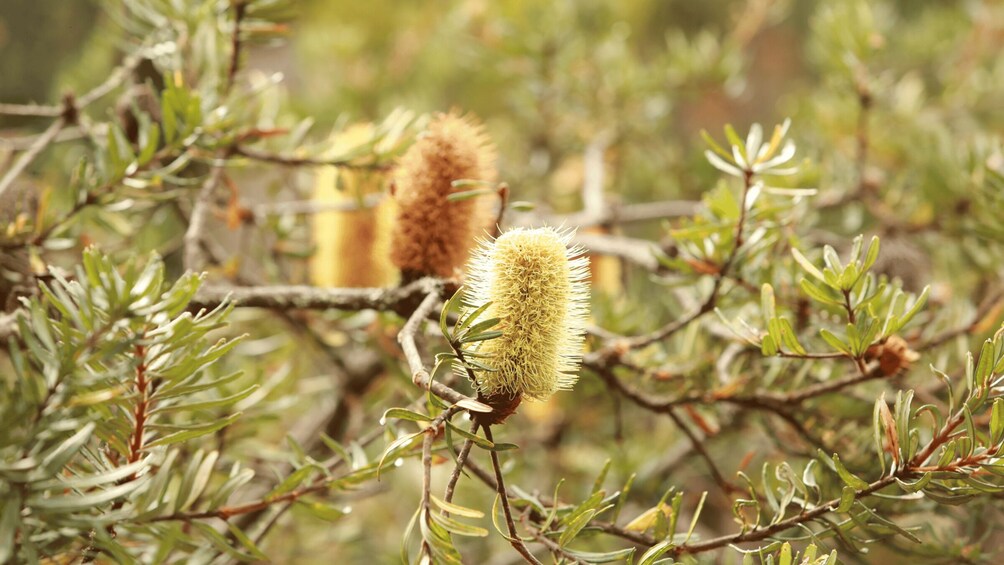 A close-up of a plant with spiky yellow flowers and green leaves. 2