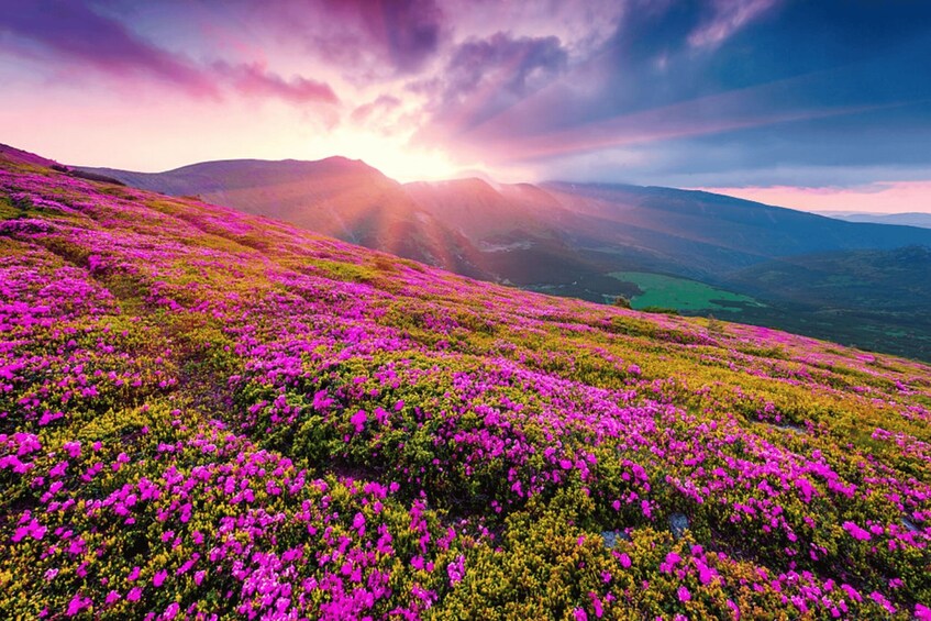Picture 5 for Activity Haridwar: Valley of Flowers Guided 3-Day Tour 2