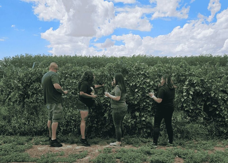 Picture 2 for Activity Las Cruces/El Paso: Weekend Wine Tour to three wineries 2