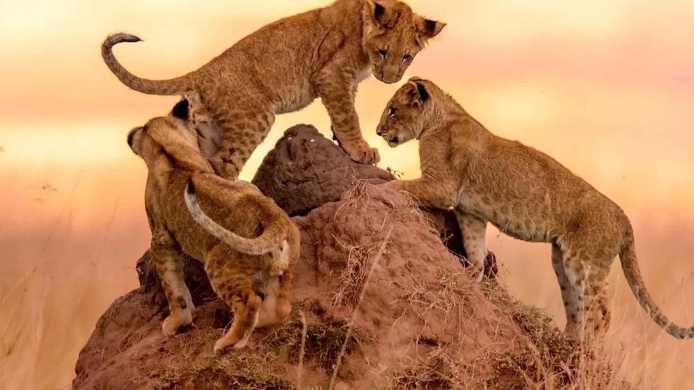 Three lions on a rock with a sunset in the background. 1