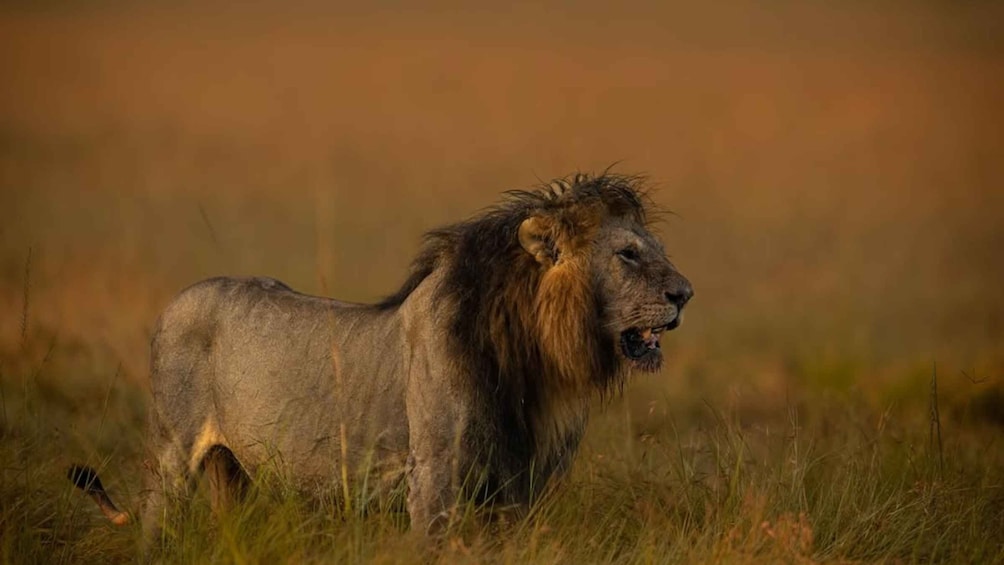 A lion standing in a grassy field. 5