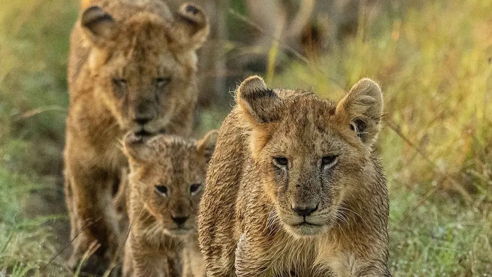 Two cubs walking through a grassy area. 2