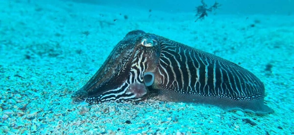 A spotted eagle ray resting on the ocean floor. 2