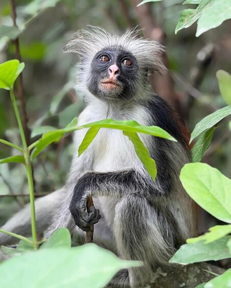 Picture 28 for Activity Zanzibar: Jozani forest, Butterfly center & Salaam cave tour 5