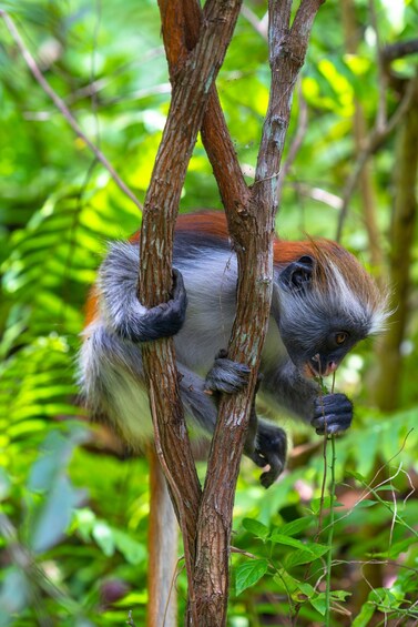 A monkey clinging to tree branches in a forest. 1