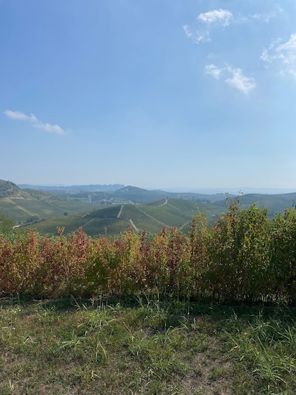 A hilly landscape with vineyards and a clear blue sky. 1