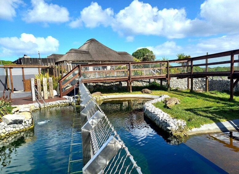 Picture 7 for Activity GANSBAAI: Shark and Crocodile Diving Combo 4
