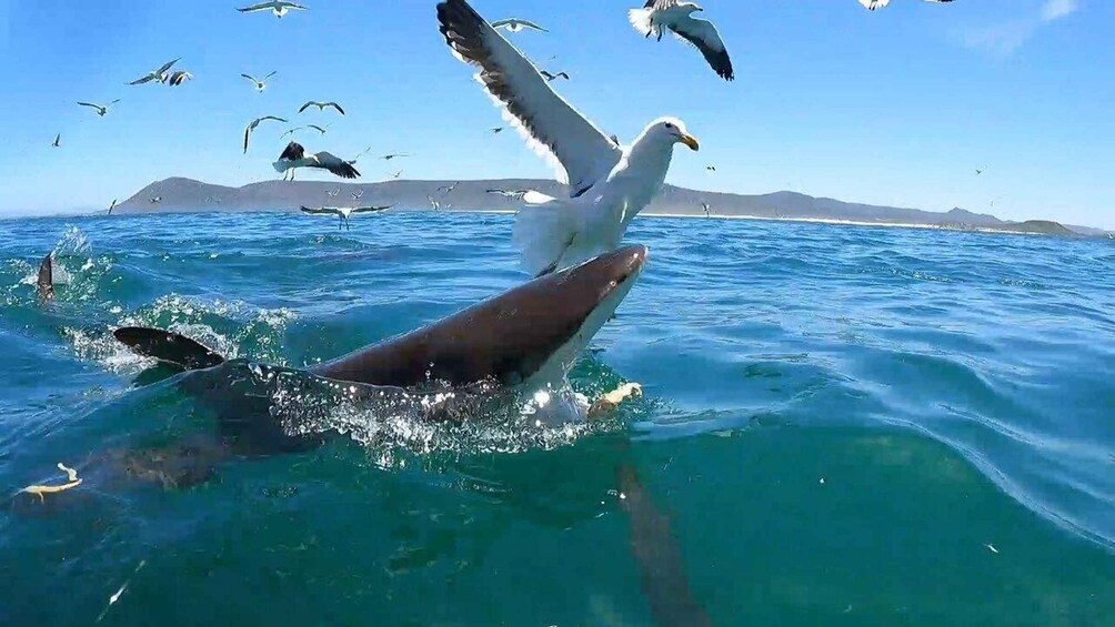 Picture 9 for Activity GANSBAAI: Shark and Crocodile Diving Combo 3