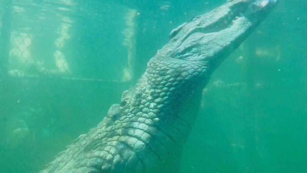 Picture 8 for Activity GANSBAAI: Shark and Crocodile Diving Combo 5