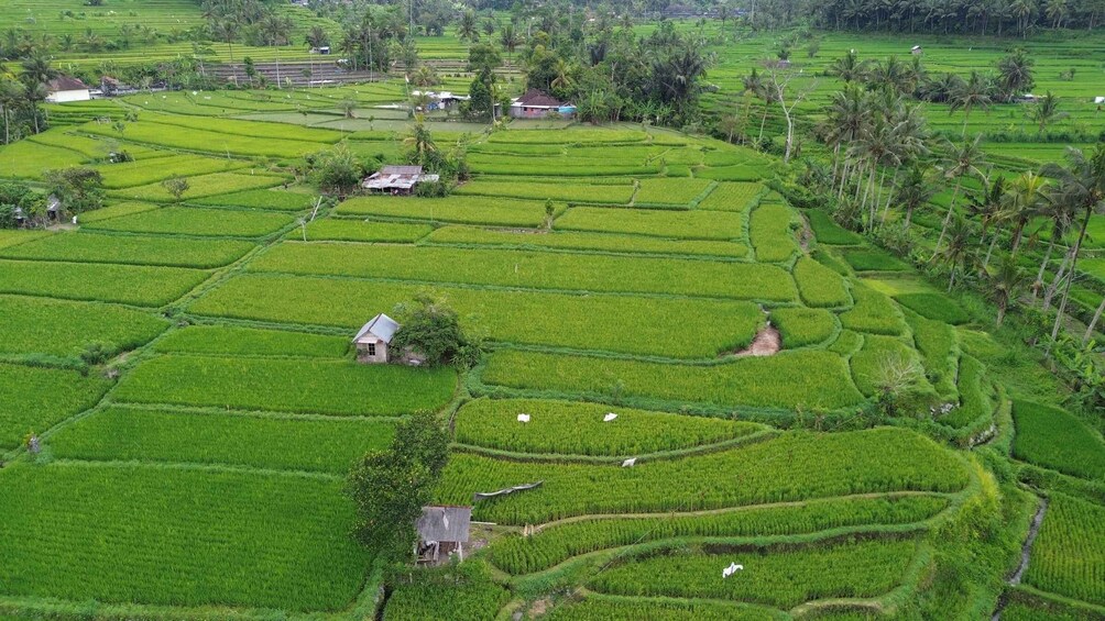 Picture 2 for Activity Tabanan Bali: Mount Batukaru Sunrise Treking Tektok 2