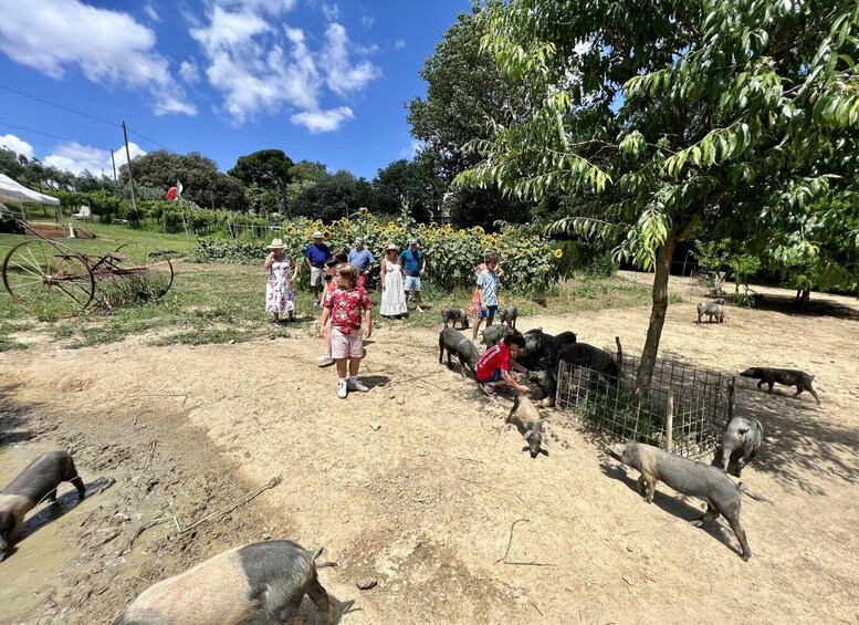 Montepulciano: Pig Farm Tour with Traditional Lunch 1