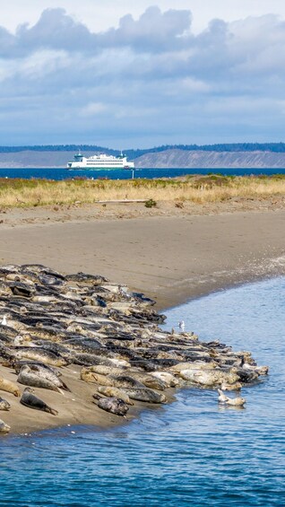 Wildlife Boat Cruise: Port Townsend, WA 1