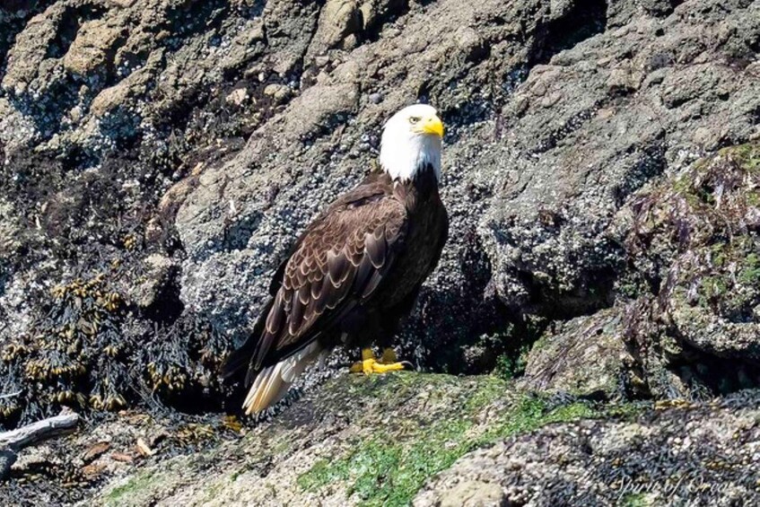 Picture 7 for Activity Wildlife Boat Cruise: Port Townsend, WA 4