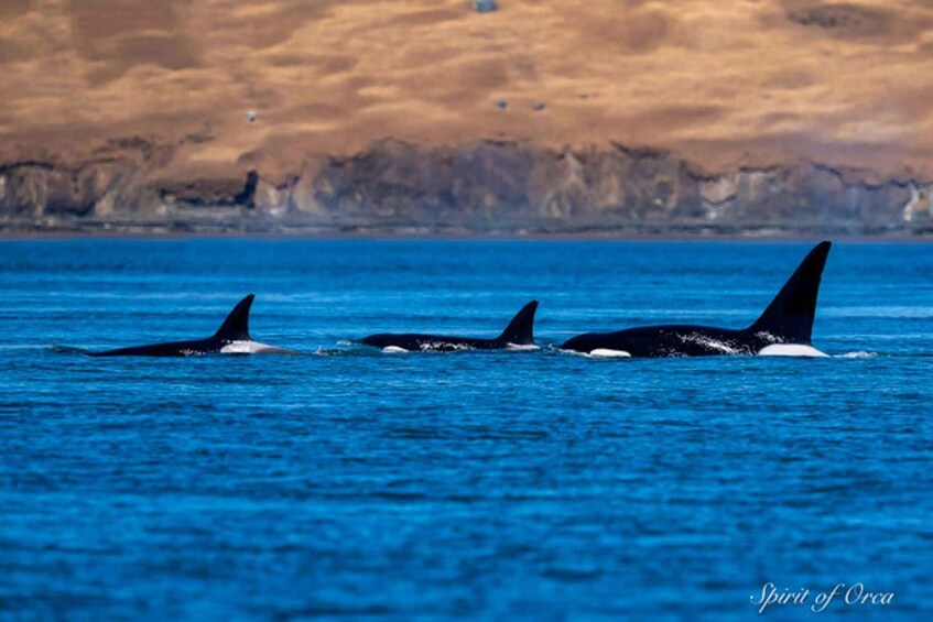 Picture 8 for Activity Wildlife Boat Cruise: Port Townsend, WA 5