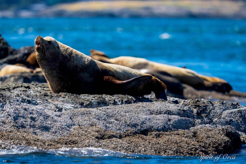 Picture 6 for Activity Wildlife Boat Cruise: Port Townsend, WA 2