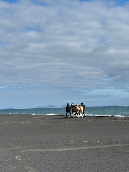 southern Iceland: Black beach riding tour 1