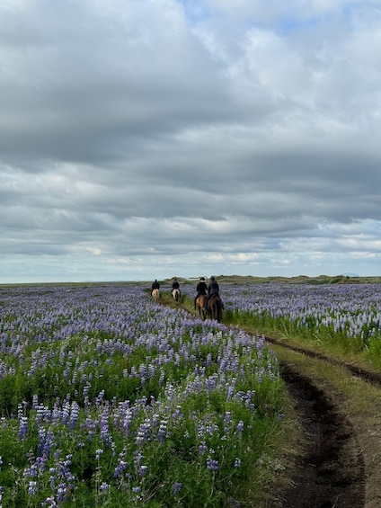 Picture 2 for Activity southern Iceland: Black beach riding tour 2