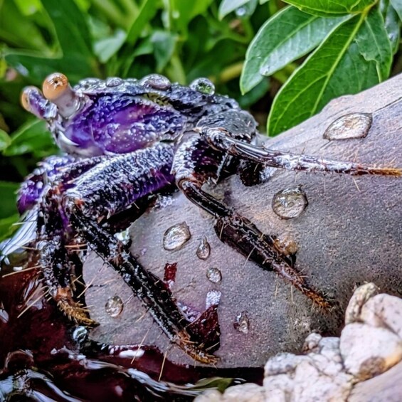 A close-up of a spider with water droplets on its body, resting on a rock with green foliage in the background. 2
