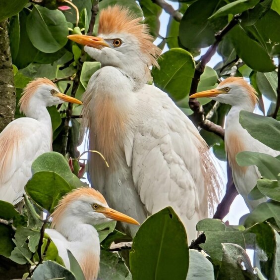 A group of white birds with orange heads perched among green leaves. 5
