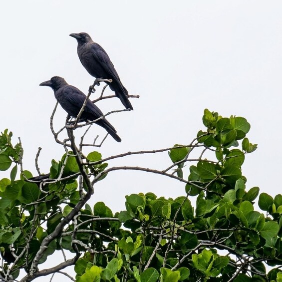 Two birds perched on a tree branch. 4