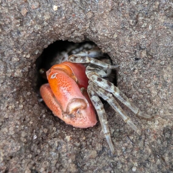 A crab inside a hole in the ground. 3