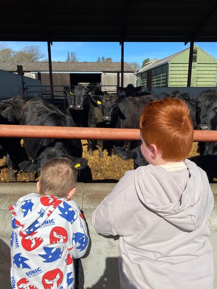 Picture 10 for Activity Jedburgh, Scottish Borders: Bairnkine Farm Tour with Lucy 4