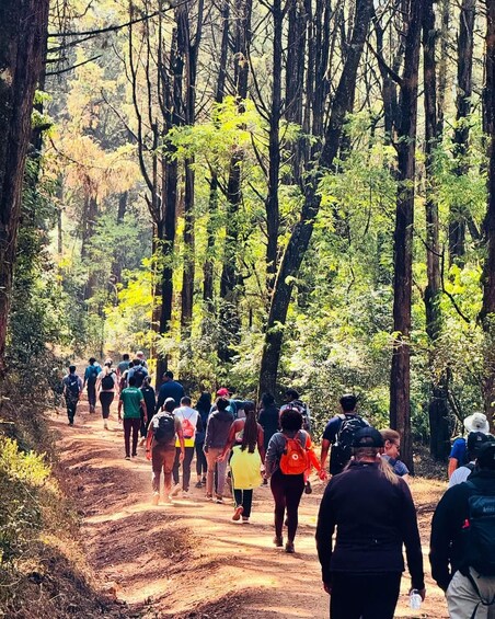 Picture 39 for Activity Addis Ababa: Menagesha Suba Forest Day Trip with Guide 4