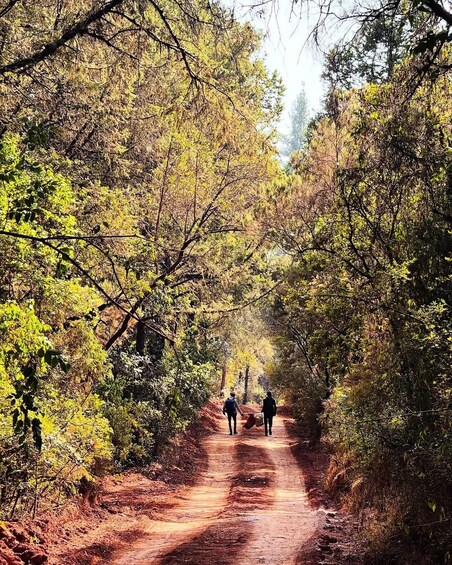 Picture 41 for Activity Addis Ababa: Menagesha Suba Forest Day Trip with Guide 2