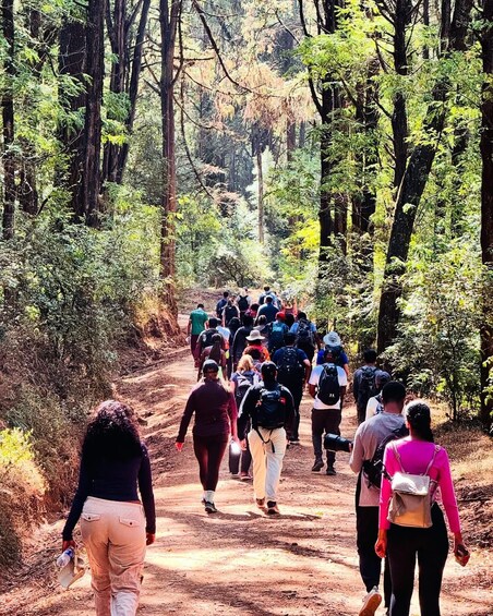 Picture 40 for Activity Addis Ababa: Menagesha Suba Forest Day Trip with Guide 5