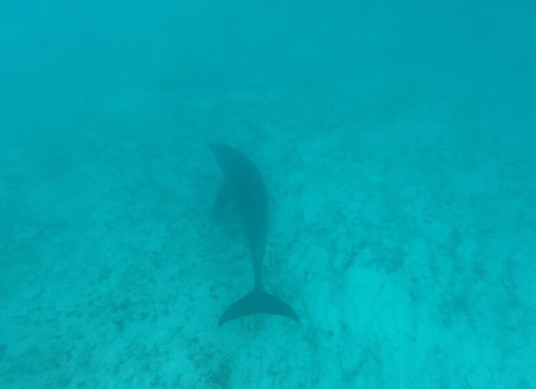 Picture 9 for Activity Mnemba dolphin & snorkel: from matemwe, pwani, kwingwa, Uroa 5