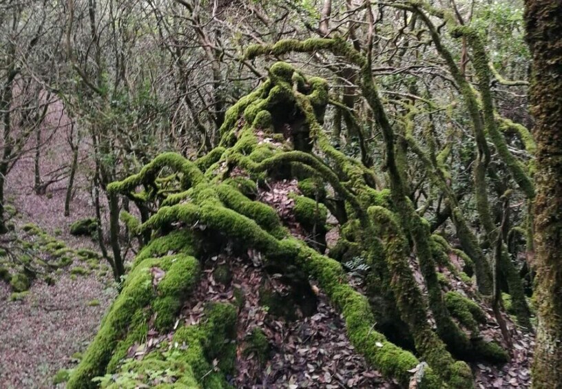 A moss-covered tree in a forest. 1