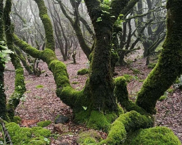 A forest with moss-covered trees and a ground covered in fallen leaves. 2