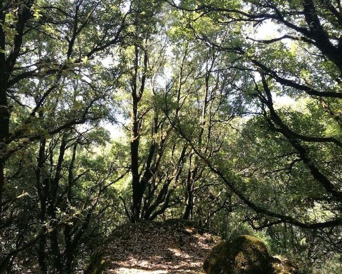 A dense forest with sunlight filtering through the trees. 4