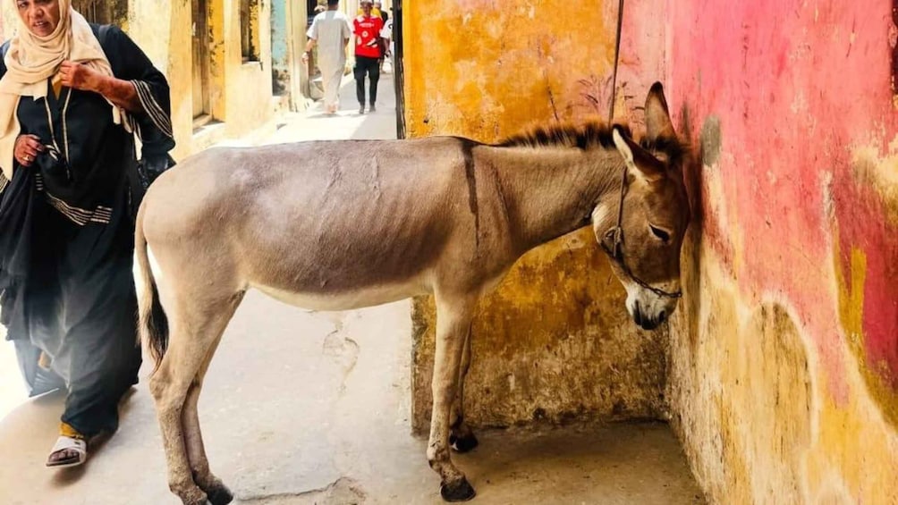 A donkey standing next to a wall with a person in the background. 3