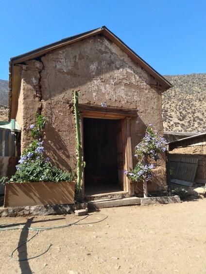 A rustic building with a weathered exterior, a wooden door, and potted plants with purple flowers. 1