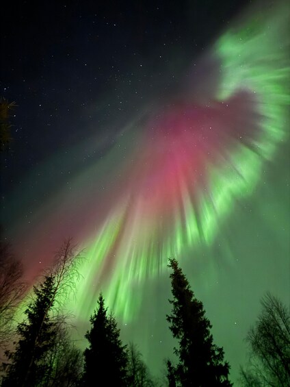 The Northern Lights over a forest. 3