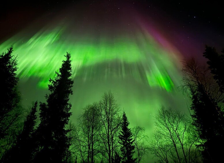 The Northern Lights over a forest. 2