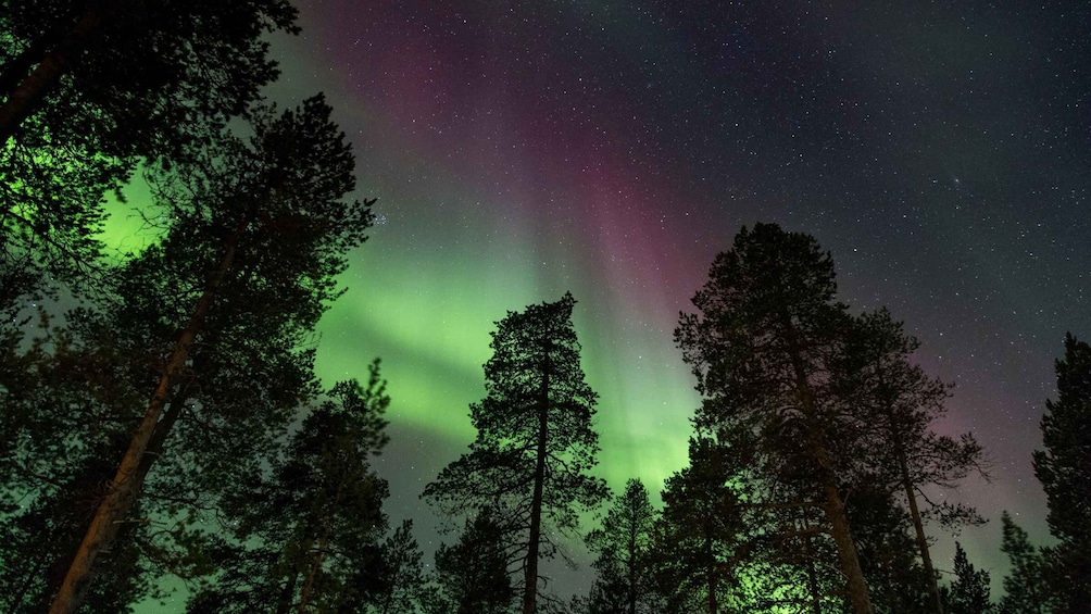 The Northern Lights over a forest. 1