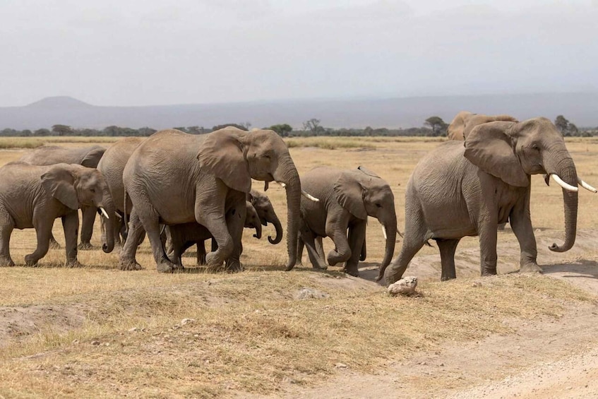 A herd of elephants walking across a dry grassland with mountains in the background. 2