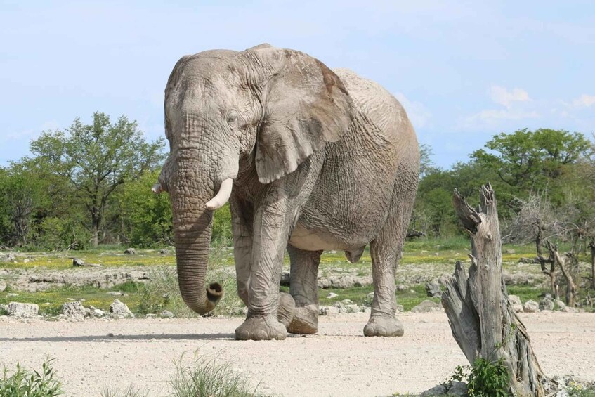 An elephant walking on a dirt path with trees and a wooden stump in the background. 3